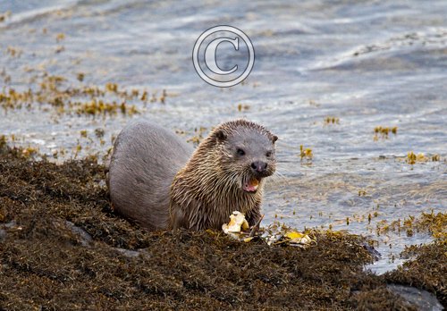 European Otter DM1157